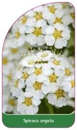 etykieta-szkolkarska-spiraea-arguta-b