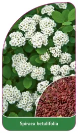 etykieta-szkolkarska-spiraea-betulifolia