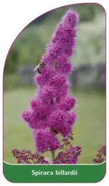 etykieta-szkolkarska-spiraea-billardii