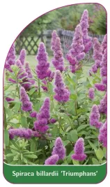 etykieta-szkolkarska-spiraea-billardii-triumphans
