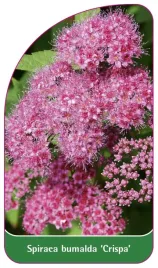 etykieta-szkolkarska-spiraea-bumalda-crispa-a
