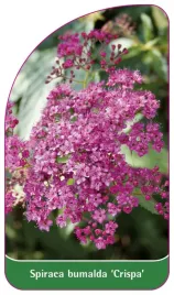 etykieta-szkolkarska-spiraea-bumalda-crispa-b