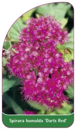 etykieta-szkolkarska-spiraea-bumalda-dart-s-red-a