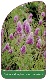 etykieta-szkolkarska-spiraea-douglasii-var-menziesii