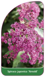 etykieta-szkolkarska-spiraea-japonica-arnold