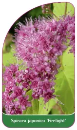 etykieta-szkolkarska-spiraea-japonica-firelight