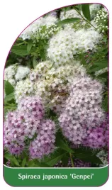 etykieta-szkolkarska-spiraea-japonica-genpei