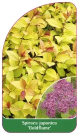 etykieta-szkolkarska-spiraea-japonica-goldflame-a