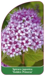 etykieta-szkolkarska-spiraea-japonica-golden-princess-b