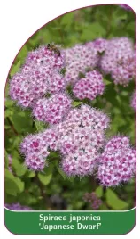 etykieta-szkolkarska-spiraea-japonica-japanese-dwarf
