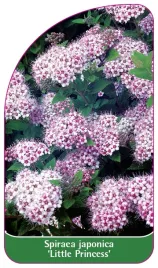 etykieta-szkolkarska-spiraea-japonica-little-princess-a