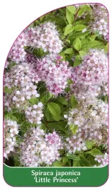 etykieta-szkolkarska-spiraea-japonica-little-princess-b