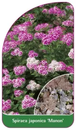 etykieta-szkolkarska-spiraea-japonica-manon