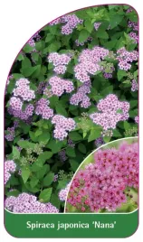etykieta-szkolkarska-spiraea-japonica-nana