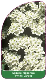 etykieta-szkolkarska-spiraea-nipponica-white-carpet