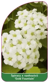 etykieta-szkolkarska-spiraea-x-vanhouteii-gold-fountain-b