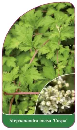 etykieta-szkolkarska-stephanandra-incisa-crispa
