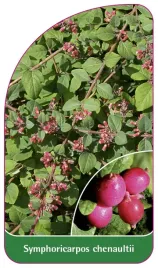 etykieta-szkolkarska-symphoricarpos-chenaultii