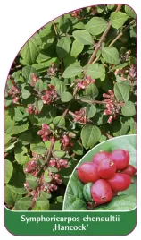 etykieta-szkolkarska-symphoricarpos-chenaultii-hancock