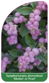 etykieta-szkolkarska-symphoricarpos-mother-of-pearl