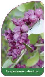 etykieta-szkolkarska-symphoricarpos-orbiculatus