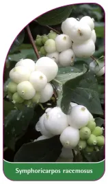 etykieta-szkolkarska-symphoricarpos-racemosus