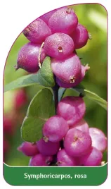 etykieta-szkolkarska-symphoricarpos-rosa