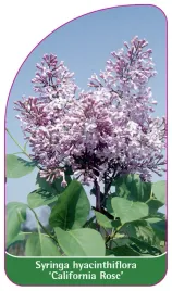 etykieta-szkolkarska-syringa-hyacinthiflora-california-rose-standard