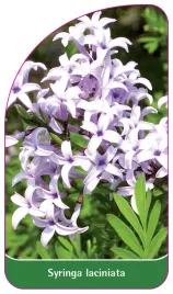 etykieta-szkolkarska-syringa-laciniata