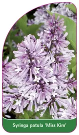 etykieta-szkolkarska-syringa-patula-miss-kim