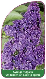 etykieta-szkolkarska-syringa-vulgaris-andenken-an-ludwig-spath-standard