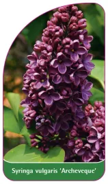 etykieta-szkolkarska-syringa-vulgaris-archeveque
