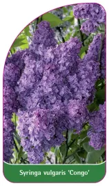 etykieta-szkolkarska-syringa-vulgaris-congo
