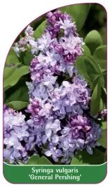 etykieta-szkolkarska-syringa-vulgaris-general-pershing-standard