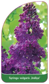 etykieta-szkolkarska-syringa-vulgaris-indiya