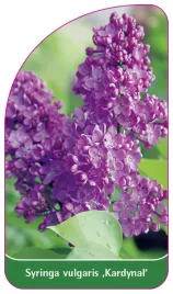 etykieta-szkolkarska-syringa-vulgaris-kardynal