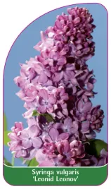 etykieta-szkolkarska-syringa-vulgaris-leonid-leonov
