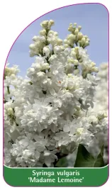 etykieta-szkolkarska-syringa-vulgaris-madame-lemoine-standard