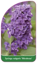 etykieta-szkolkarska-syringa-vulgaris-mirabeau