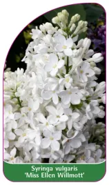 etykieta-szkolkarska-syringa-vulgaris-miss-ellen-willmott-standard