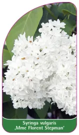 etykieta-szkolkarska-syringa-vulgaris-mme-florent-stepman