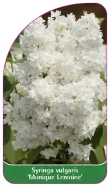 etykieta-szkolkarska-syringa-vulgaris-monique-lemoine-standard