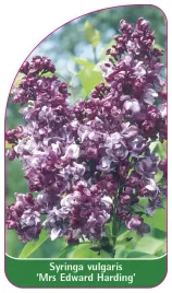 etykieta-szkolkarska-syringa-vulgaris-mrs-edward-harding-standard