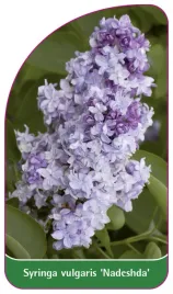 etykieta-szkolkarska-syringa-vulgaris-nadeshda