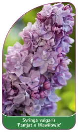 etykieta-szkolkarska-syringa-vulgaris-pamjat-o-wawilowie