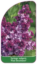 etykieta-szkolkarska-syringa-vulgaris-paul-deschanel