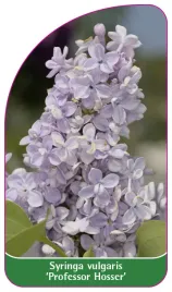 etykieta-szkolkarska-syringa-vulgaris-professor-hosser-b-standard