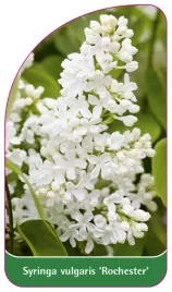 etykieta-szkolkarska-syringa-vulgaris-rochester