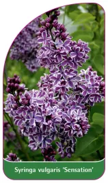 etykieta-szkolkarska-syringa-vulgaris-sensation