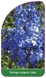 etykieta-szkolkarska-syringa-vulgaris-blau-a